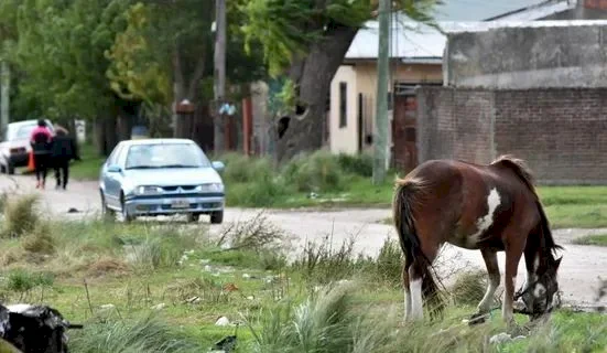 animales sueltos