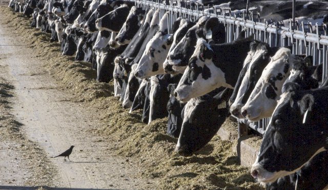 Estados Unidos detecta gripe aviar muy contagiosa en vacas